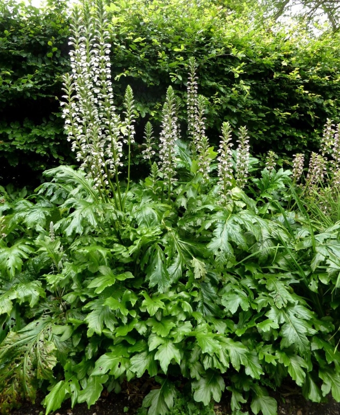 Acanthus mollis