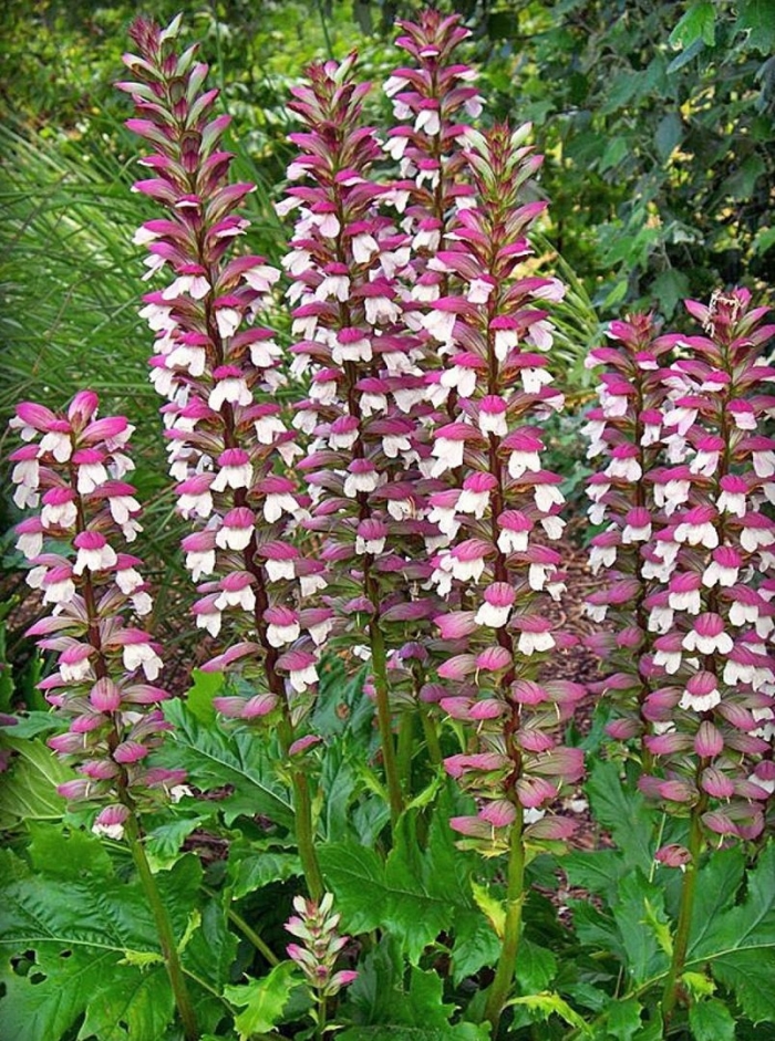 Акант hungaricus