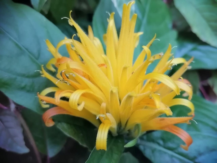 Якобиния желтая