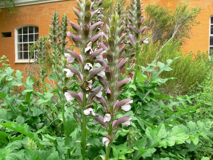 Acanthus hungaricus