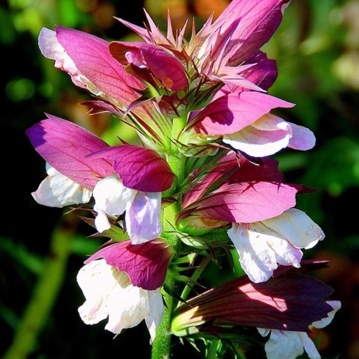 Acanthus spinosus