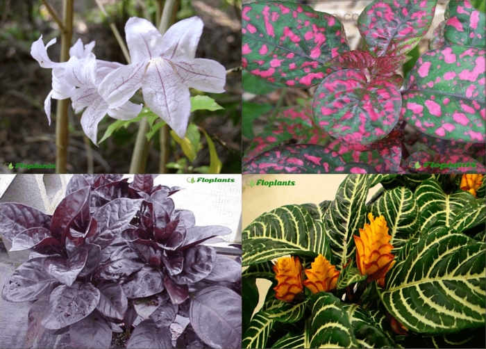 Растения семейства акантовые