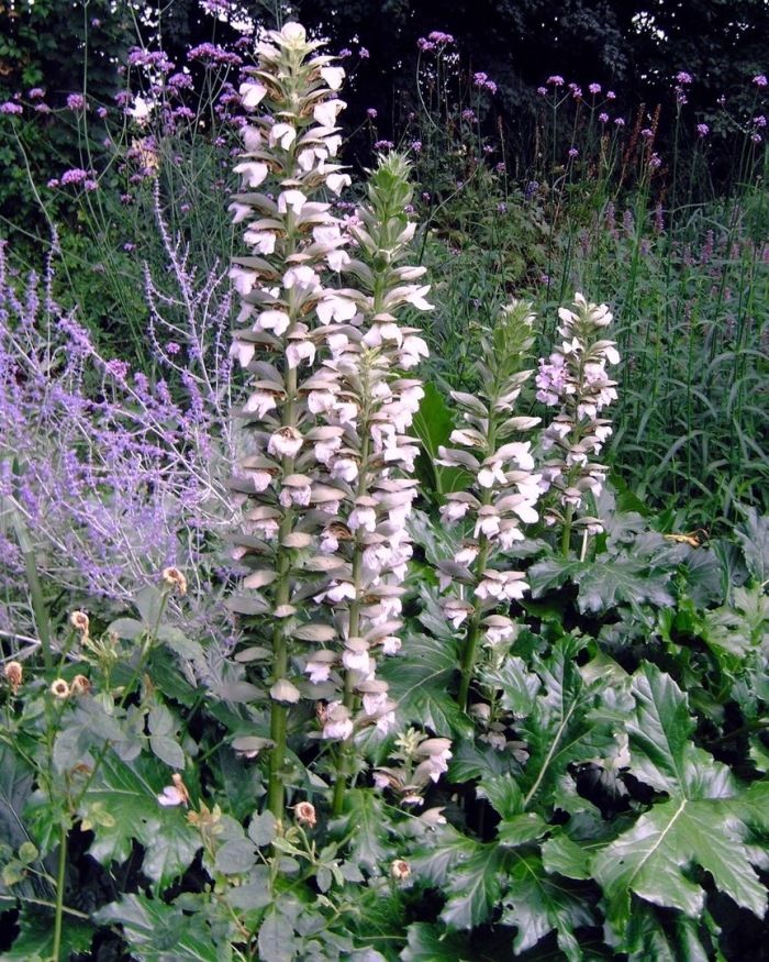 Acanthus spinosus