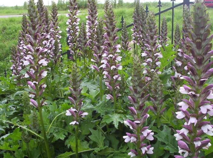 Acanthus spinosus