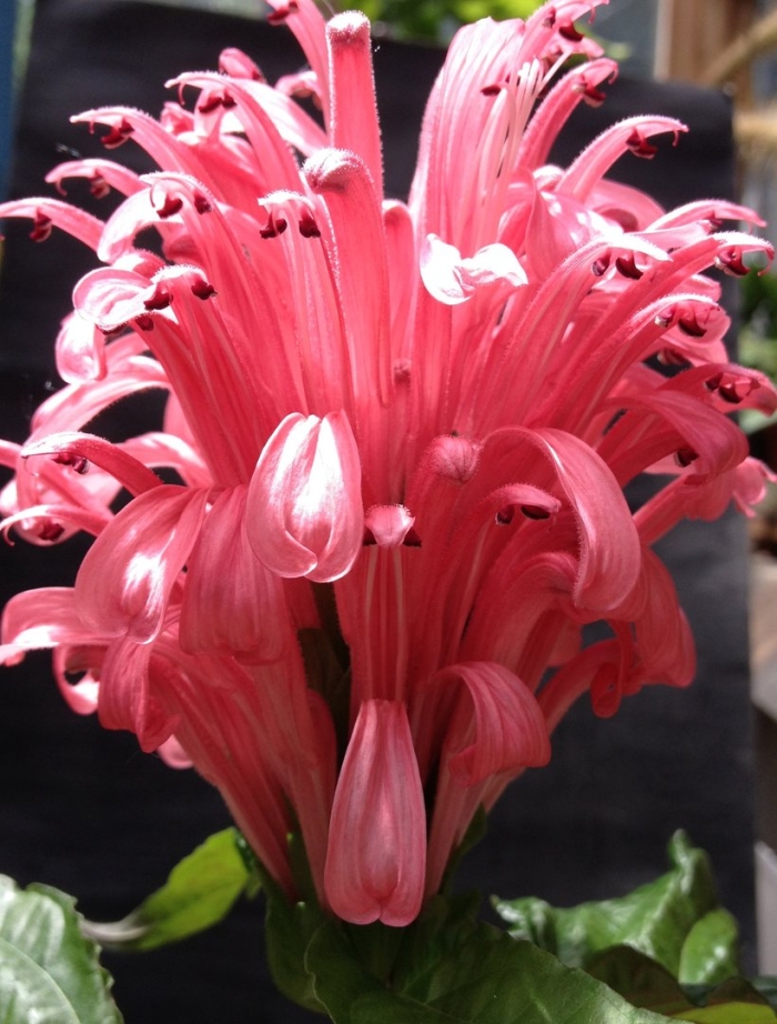 Якобиния малоцветковая