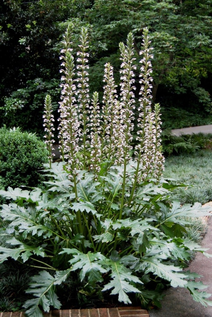 Акант медвежья лапа