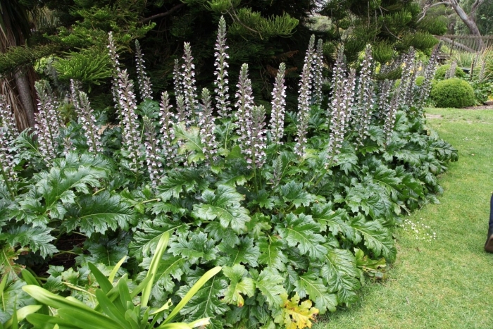 Acanthus mollis