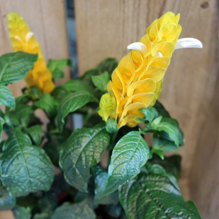 Пахистахис желтый