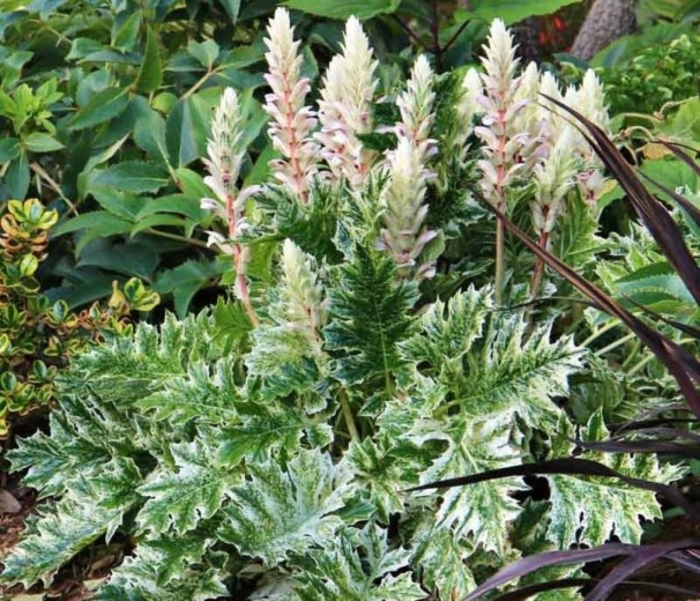 Акант acanthus whitewater