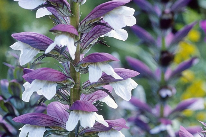 Acanthus mollis