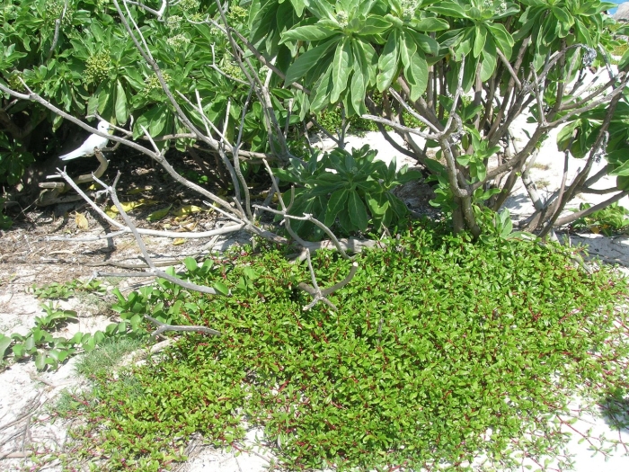 Tournefortia argentea