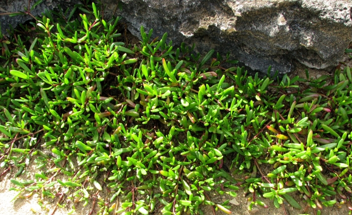 Carpobrotus acinaciformis