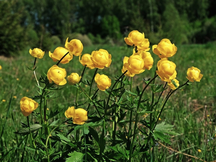 Купальница европейская