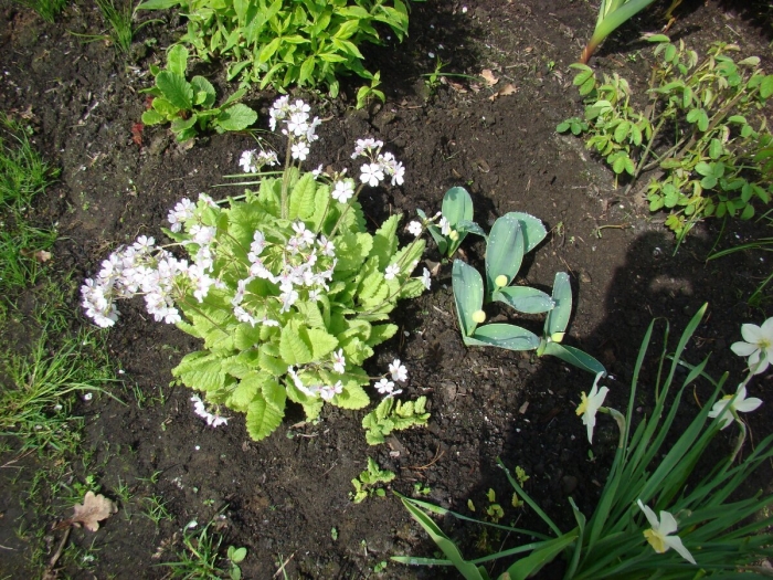 Примула мелкозубчатая альба