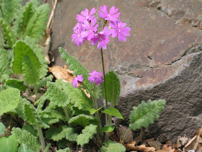 Примула кортузовидная зибольда