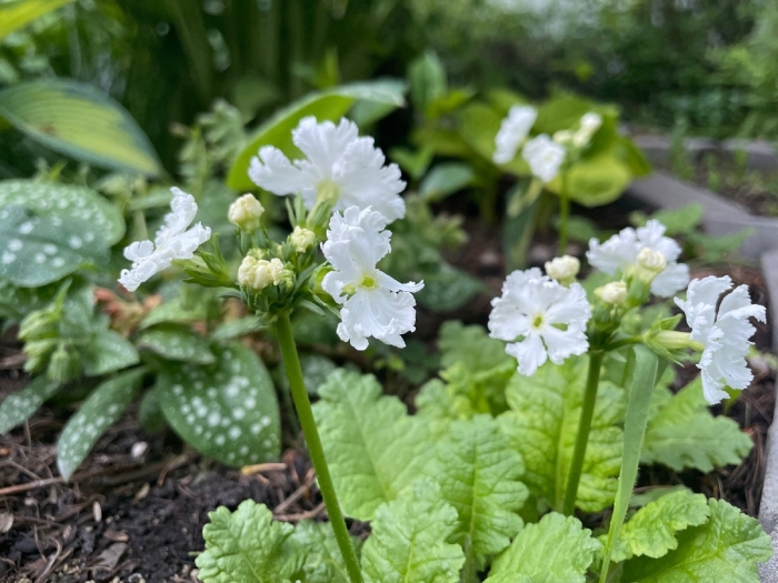 Примула мелкозубчатая белая