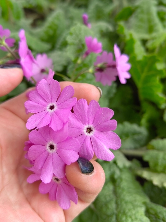 Примула зибольда