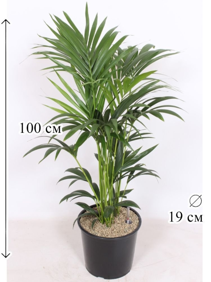 Пальма кентия ховея