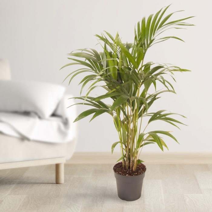 Ховея форстериана