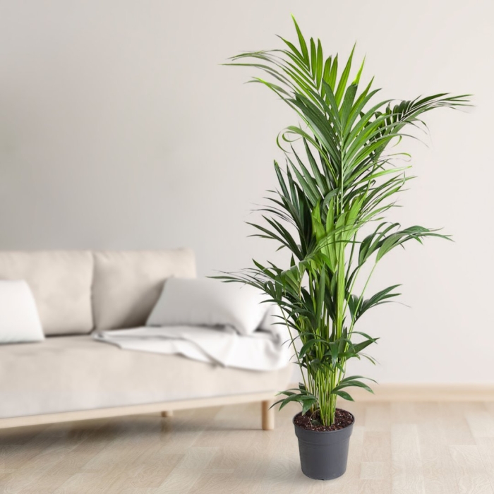 Ховея бельмора