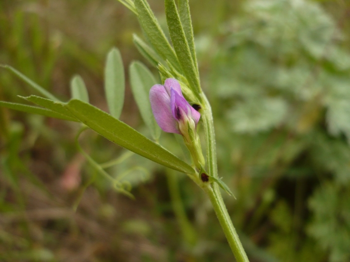 Vicia angustifolia