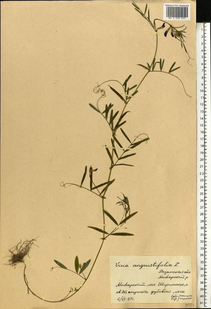 Горошек мышиный (vicia cracca)