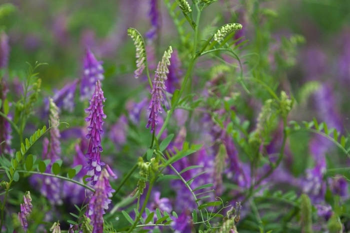 Сидерат вика яровая