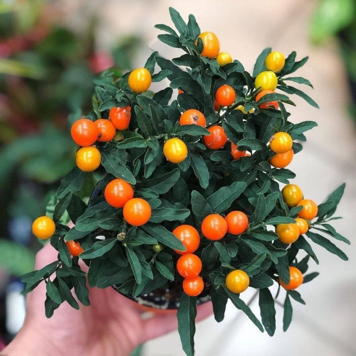 Solanum pseudocapsicum