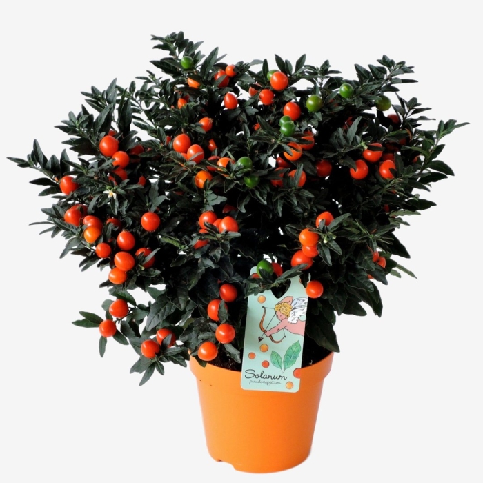 Соланум мегаболл