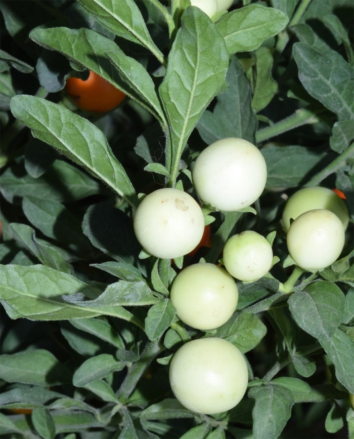 Соланум pseudocapsicum