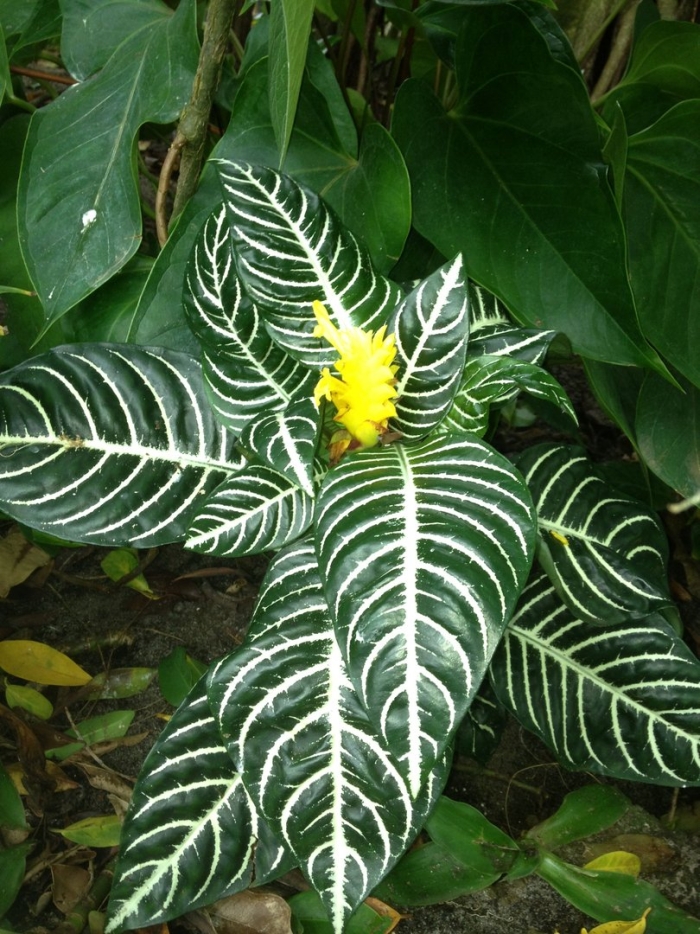 Афеландра whitewash