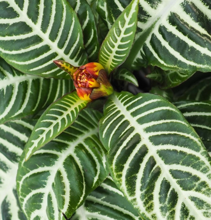 Афеландра уход в домашних условиях