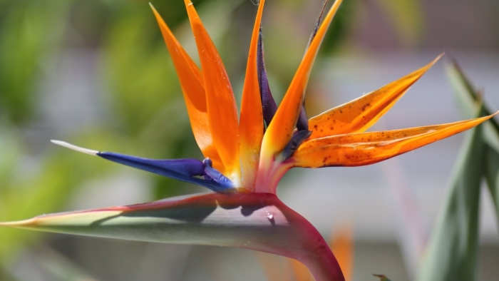 Стрелиция николая маленькая