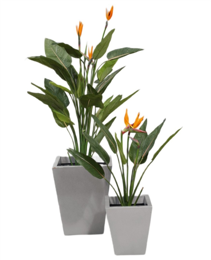 Стрелиция комнатное растение