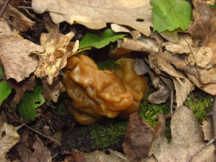 Гриб строчок обыкновенный