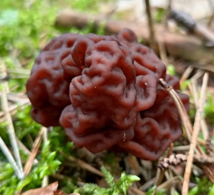 Строчок обыкновенный гриб