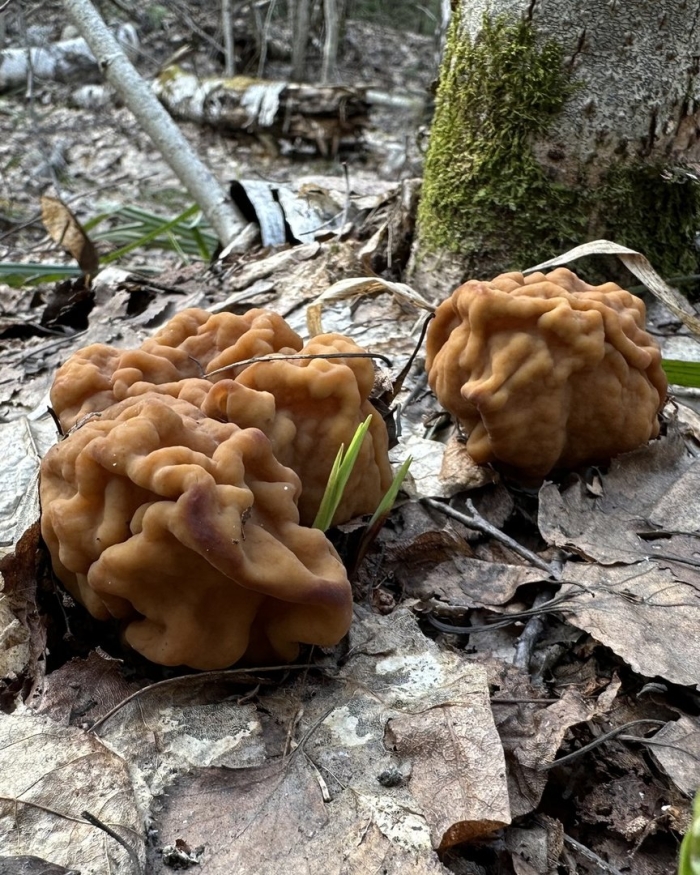 Строчок обыкновенный ядовитый