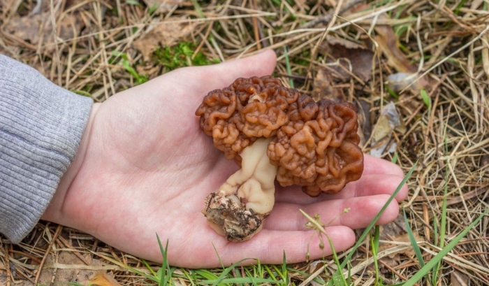 Строчок обыкновенный и гигантский