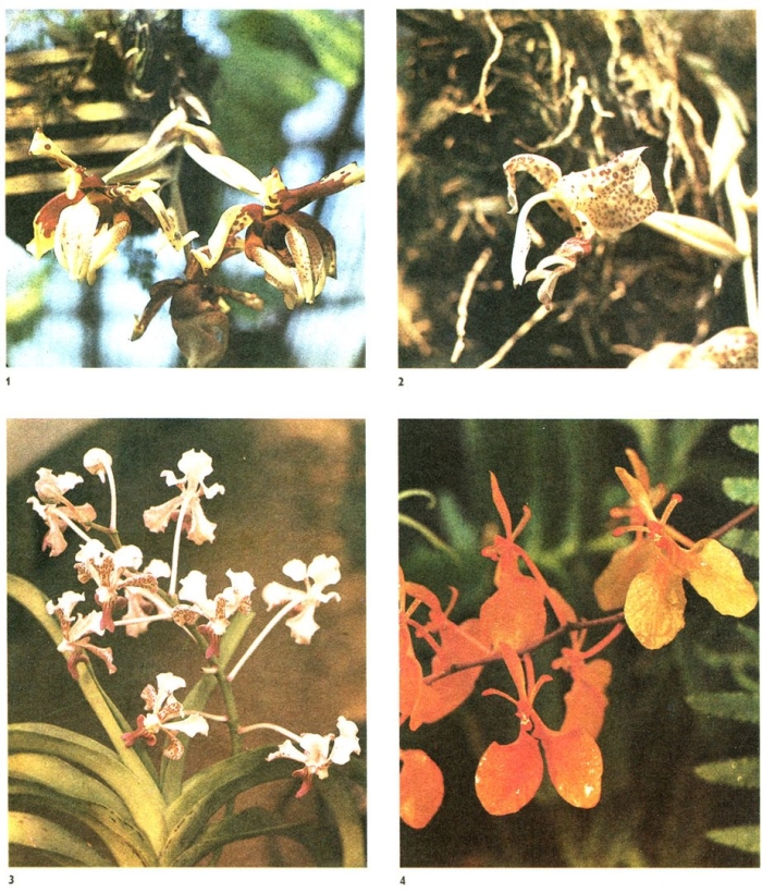 Цветок семейства орхидеевых