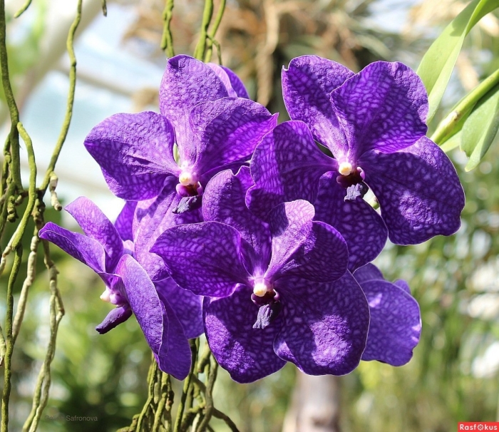 Фаленопсис ванда