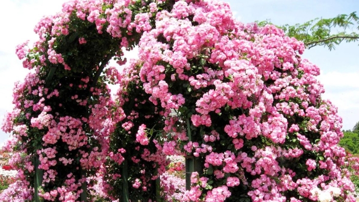 Плетистая роза беккер