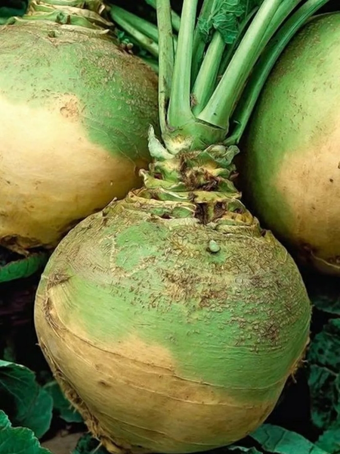 Брюква brassica napobrassica