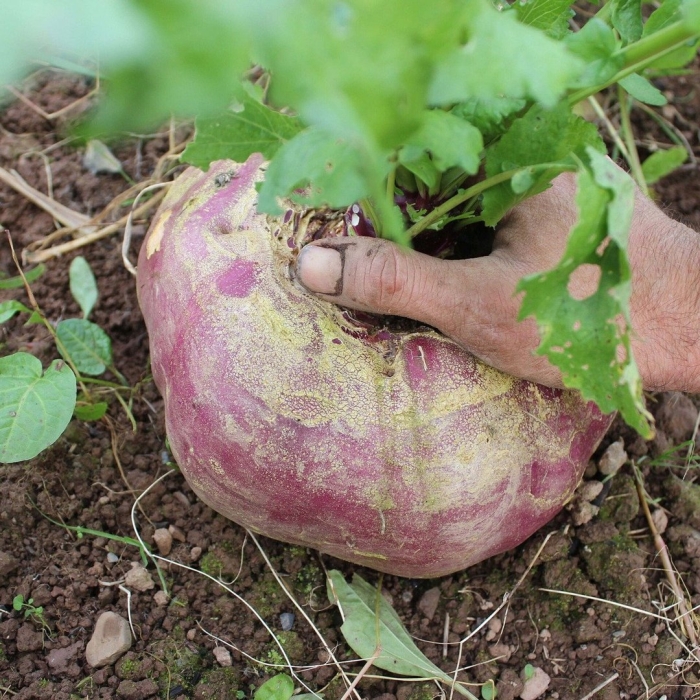 Турнепс кормовой