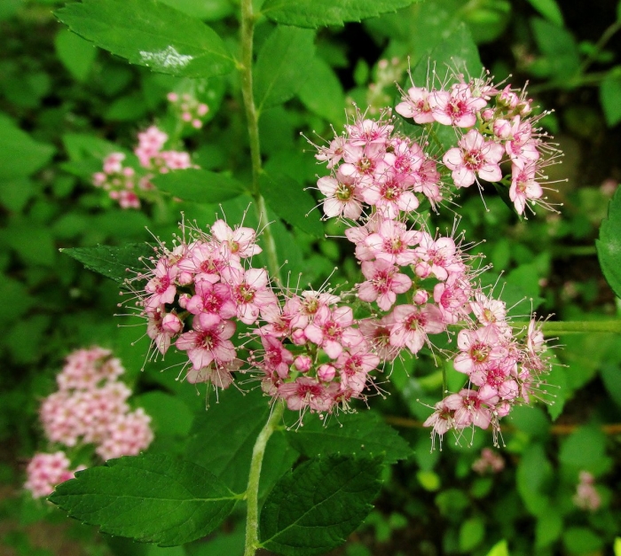 Спирея японская little princess