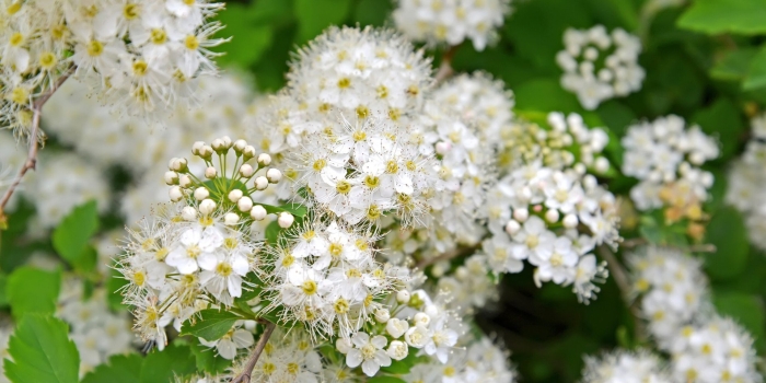 Spiraea chamaedryfolia