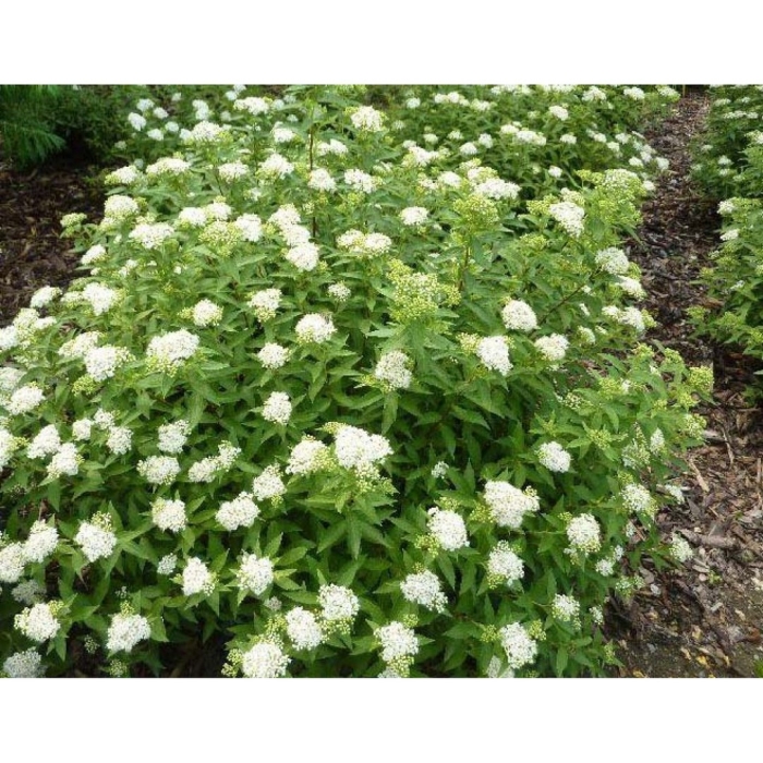 Спирея японская альбифлора