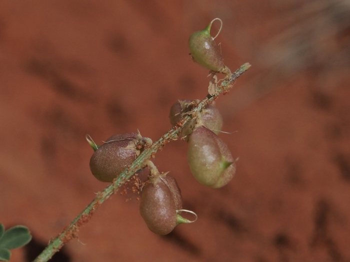 Нут cicer arietinum