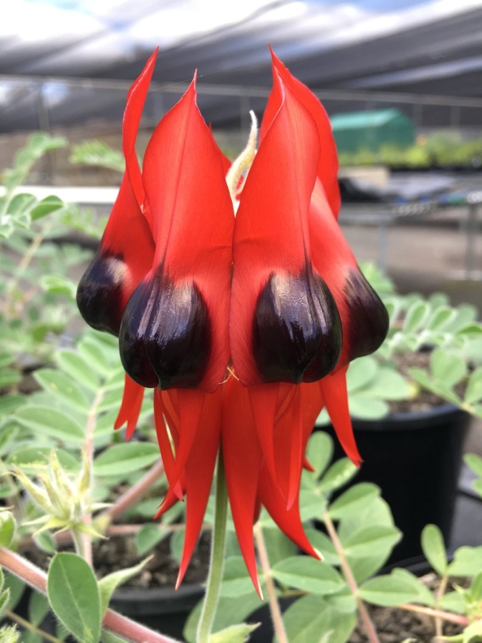 Свайнсона прекрасная (swainsona formosa)