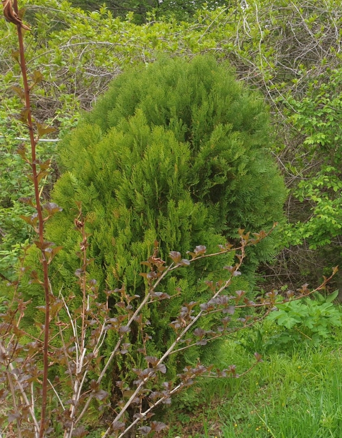 Туя globosa aurea