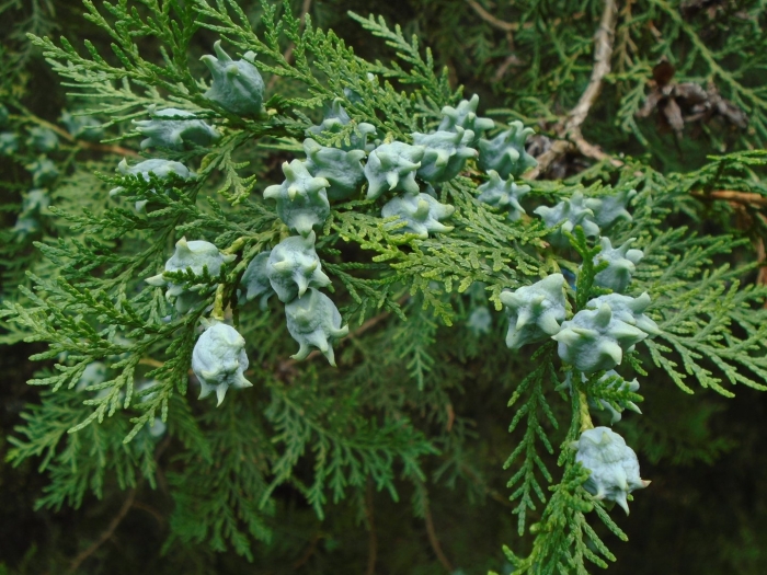 Кипарис вечнозеленый cupressus sempervirens